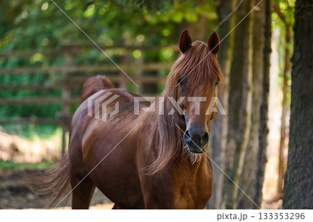 Beautiful chestnut horse portrait in nature, majestic animal in natural setting, equine beauty, rural scene, horse photography, outdoor animal portrait Beautiful chestnut horse portrait in nature, majestic animal in natural setting, equine beauty, rural scene, horse photography, outdoor animal portrait 133353296