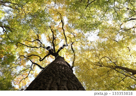 自然　植物　クヌギ、代表的な雑木林の構成樹。晩秋、深い割れ目のある幹の先に黄色く色づいた葉 133353818