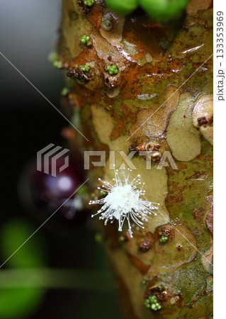 ジャボチカバの花と雨雫 133353969
