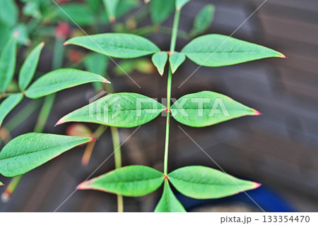 ナンテンの葉（秋、十一月） 133354470