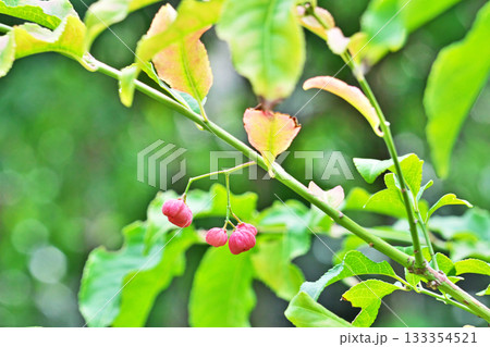 ピンク色のマユミの実（秋、十一月） 133354521