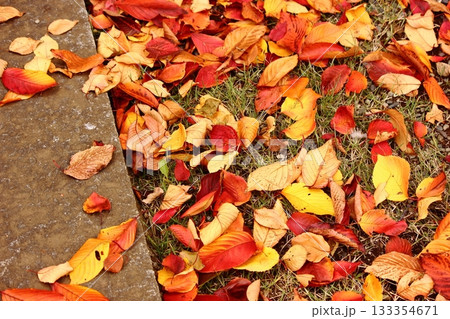 福蔵院境内を彩るソメイヨシノの落葉(5) 福蔵院境内を彩るソメイヨシノの落葉(5) 133354671