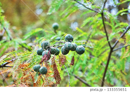 ラクウショウの実（秋、十一月） 133355651