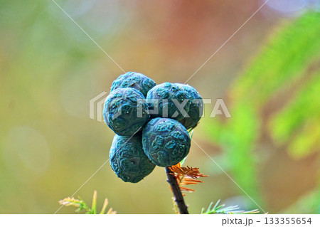 ラクウショウの実（秋、十一月） 133355654