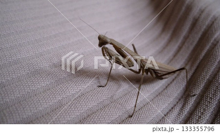コカマキリのメス 133355796