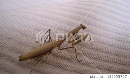 コカマキリのメス コカマキリのメス 133355797