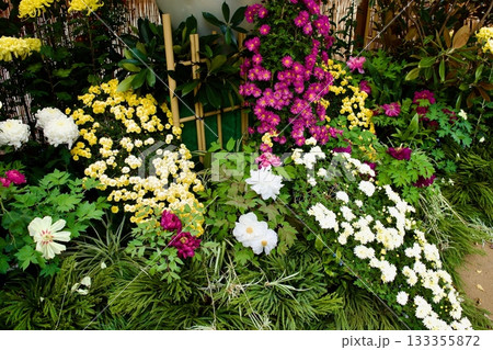 日本の秋の風物詩　菊花展 133355872