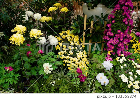 日本の秋の風物詩　菊花展 133355874