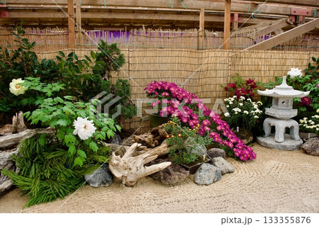 日本の秋の風物詩 菊花展 日本の秋の風物詩 菊花展 133355876