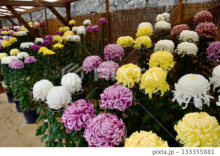 日本の秋の風物詩　菊花展 133355881