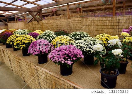 日本の秋の風物詩　菊花展 133355883