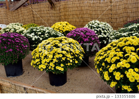 日本の秋の風物詩 菊花展 日本の秋の風物詩 菊花展 133355886
