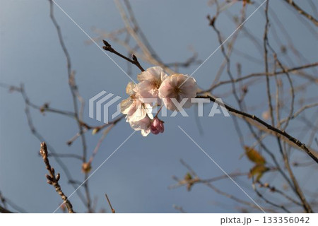 十月桜 133356042
