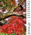 赤く染まったもみじ 133356362