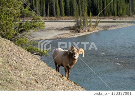 崖で採食しながら登るビッグホーンシープ（オオツノヒツジ）の雄。 133357091