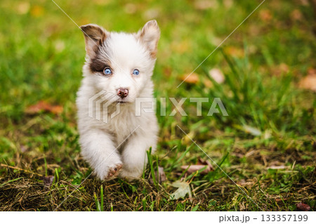 Australian Shepherd puppy with blue eyes runs toward the camera across green grass in autumn, full of curiosity and energy 133357199