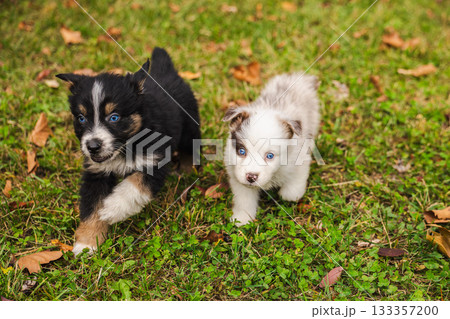 Two Australian Shepherd puppies walking on green grass in autumn park, black and white fluffy dogs with blue eyes playing outdoors 133357200