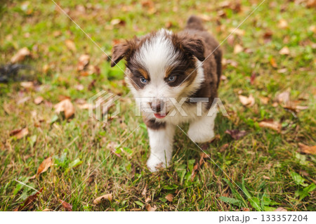 Playful Australian Shepherd puppy with blue eyes walking on autumn grass in a sunny park 133357204