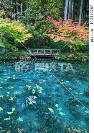 《岐阜県》モネの池・秋 133357264