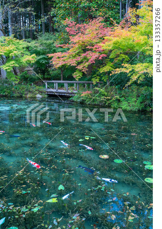 《岐阜県》モネの池・秋 《岐阜県》モネの池・秋 133357266