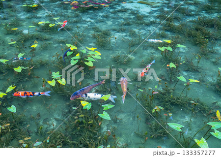 《岐阜県》モネの池・秋 133357277
