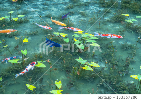 《岐阜県》モネの池・秋 《岐阜県》モネの池・秋 133357280