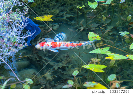《岐阜県》モネの池・秋 133357295