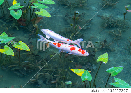 《岐阜県》モネの池・秋 《岐阜県》モネの池・秋 133357297