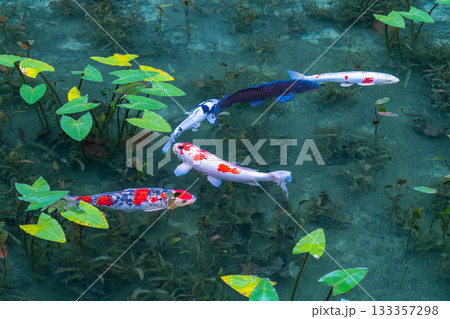 《岐阜県》モネの池・秋 133357298
