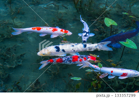《岐阜県》モネの池・秋 133357299