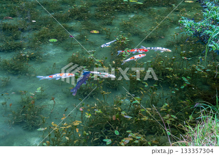 《岐阜県》モネの池・秋 《岐阜県》モネの池・秋 133357304