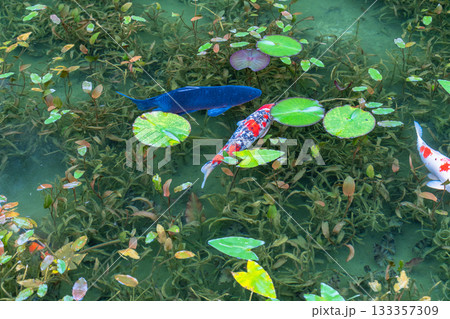 《岐阜県》モネの池・秋 133357309