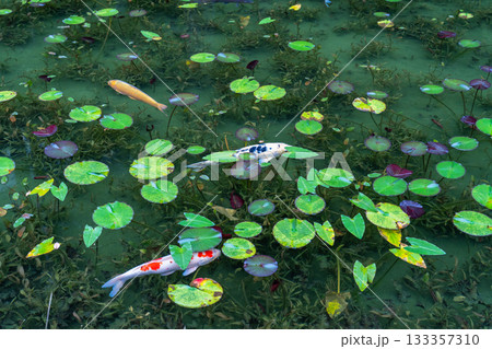 《岐阜県》モネの池・秋 《岐阜県》モネの池・秋 133357310