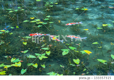《岐阜県》モネの池・秋 《岐阜県》モネの池・秋 133357315
