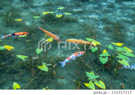 《岐阜県》モネの池・秋 133357317