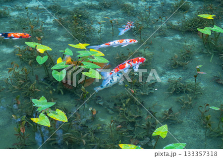 《岐阜県》モネの池・秋 《岐阜県》モネの池・秋 133357318