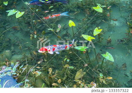 《岐阜県》モネの池・秋 133357322