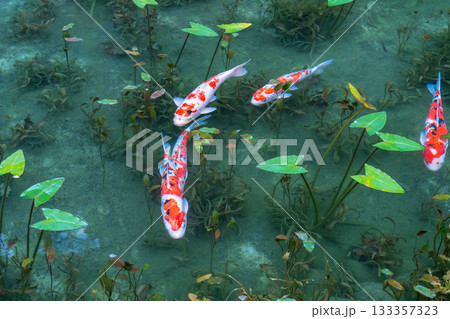《岐阜県》モネの池・秋 《岐阜県》モネの池・秋 133357323