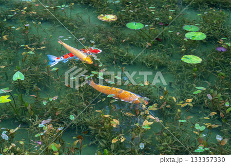 《岐阜県》モネの池・秋 《岐阜県》モネの池・秋 133357330