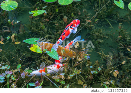 《岐阜県》モネの池・秋 《岐阜県》モネの池・秋 133357333