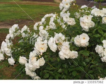 白いバラ　アイスバーグ 133357362