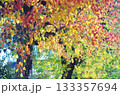 美しく紅葉したハゼの樹 133357694