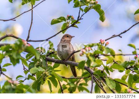 Thrush Nightingale, Luscinia luscinia. A bird sits on a tree branch and sings Thrush Nightingale, Luscinia luscinia. A bird sits on a tree branch and sings 133357774