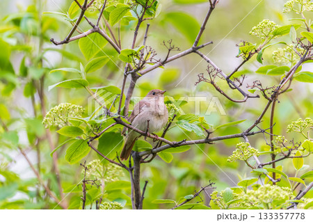 Thrush Nightingale, Luscinia luscinia. A bird sits on a tree branch and sings 133357778