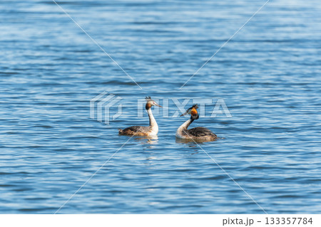 Mating games of two water birds Great Crested Grebes. Two waterfowl birds Great Crested Grebes swim in the lake with heart shaped silhouette Mating games of two water birds Great Crested Grebes. Two waterfowl birds Great Crested Grebes swim in the lake with heart shaped silhouette 133357784