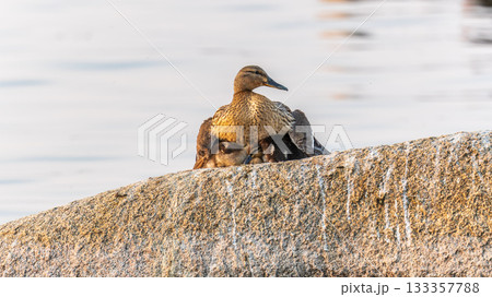Adult duck with many ducklings sits on green shore of pond Adult duck with many ducklings sits on green shore of pond 133357788