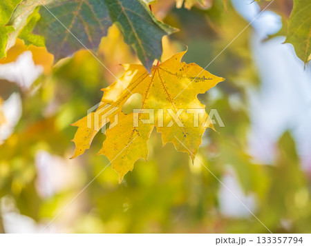 Maple branches with yellow leaves in autumn, in the light of sunset. Maple branches with yellow leaves in autumn, in the light of sunset. 133357794