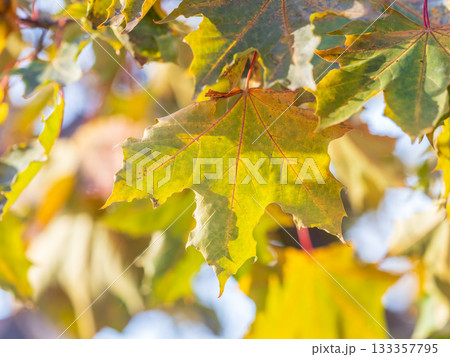 Maple branches with yellow leaves in autumn, in the light of sunset. Maple branches with yellow leaves in autumn, in the light of sunset. 133357795