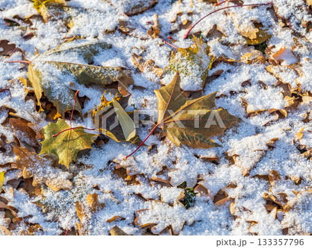 First snow on the green grass and fallen leaves in autumn. Yellow and green fallen leaves on the grass with snow. 133357796