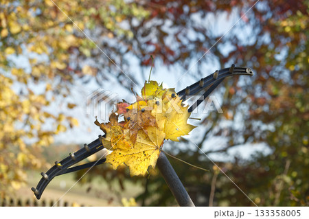Autumn leaves collected on a rake against a blurred background of fall foliage 133358005
